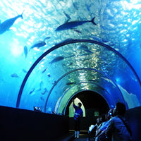 和歌山/串本海中公園センター/【予約不要】2名様水族館+海中展望塔+海中観光船＜ステラマリス＞プラン