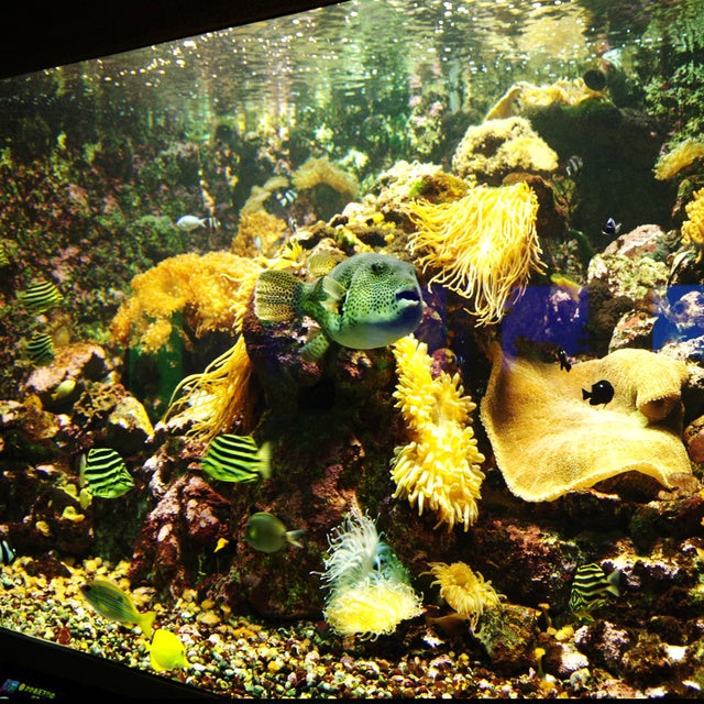 和歌山/串本海中公園センター/【予約不要】2名様水族館+海中展望塔+海中観光船＜ステラマリス＞プラン