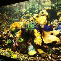 和歌山/串本海中公園センター/【予約不要】2名様水族館+海中展望塔+海中観光船＜ステラマリス＞プラン
