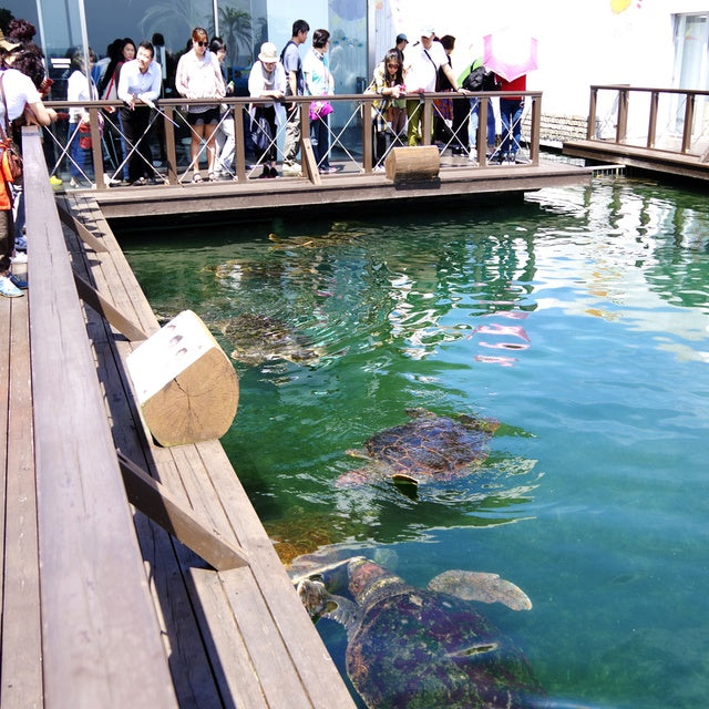 和歌山/串本海中公園センター/【予約不要】2名様水族館+海中展望塔+海中観光船＜ステラマリス＞プラン