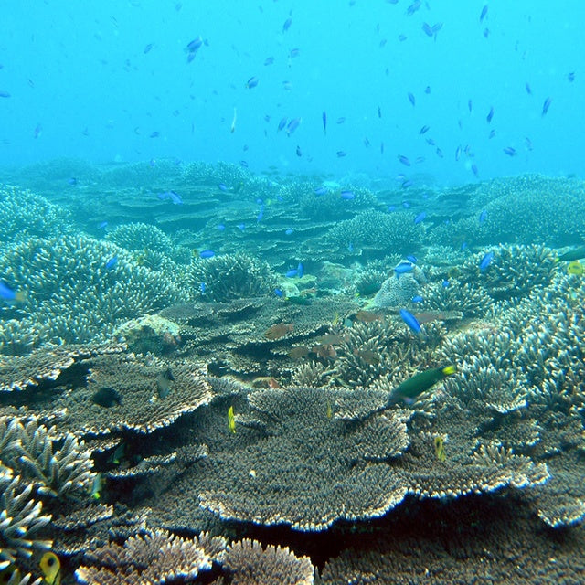 和歌山/串本海中公園センター/【予約不要】2名様水族館+海中展望塔+海中観光船＜ステラマリス＞プラン