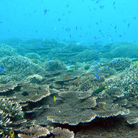 和歌山/串本海中公園センター/【予約不要】2名様水族館+海中展望塔+海中観光船＜ステラマリス＞プラン