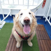 兵庫/神戸シーバス/ペア神戸港60分クルーズ乗船プラン