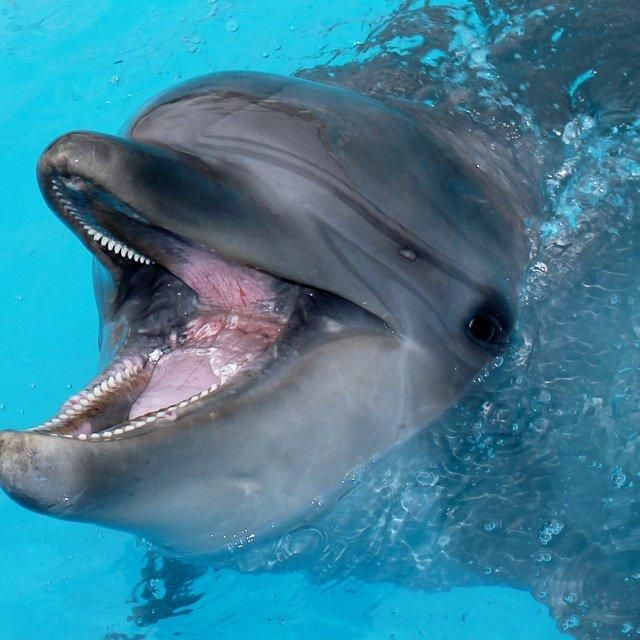 【ワクワクレジャーランド】愛知/南知多ビーチランド＆南知多おもちゃ王国/2名様 入園プラン☆2026年９月30日までの利用限定！