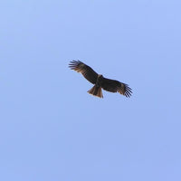 【3月～6月・9月～11月利用限定！！】三重/海島遊民くらぶ/2名様 ハイキングツアー≪昼食・シーグラスアクセサリー付≫