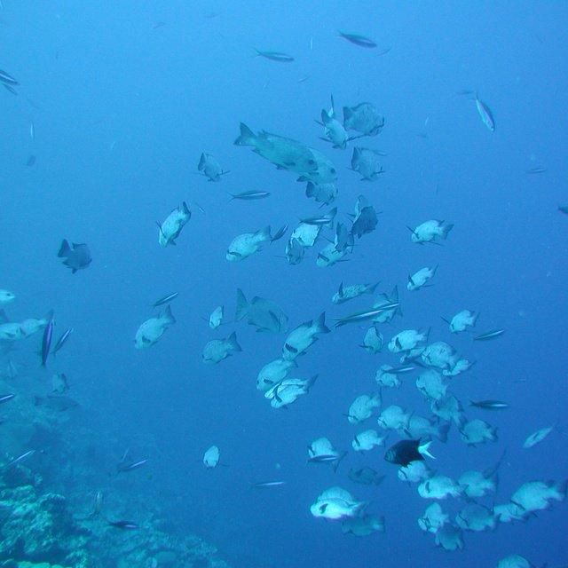 沖縄/ウエストマリン/３名様 ＯＲＣＡ号水中観光クルーズ