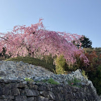福島/曜変天目＆枯山水美術館/【春季】4～6月【秋季】10・11月限定！2名様 入館と庭園拝観≪抹茶・和菓子付≫＋サイン入り書籍